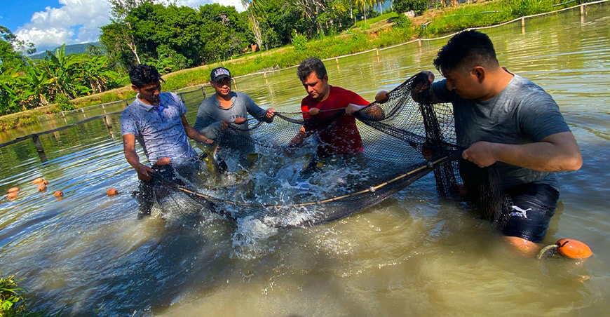 Acuicultores podrán adoptar medidas preventivas para proteger cultivos de trucha, tilapia, langostino y concha de abanico ante El Niño