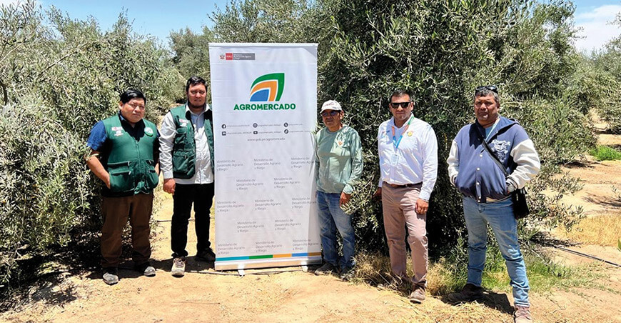 Agromercado productores de aceitunas Tacna Perú