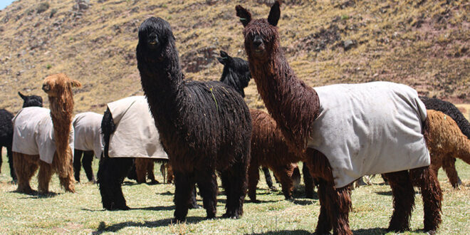 Artesanos puneños transforman fibra de alpaca suri en prendas con potencial comercial Ñuñoa Perú