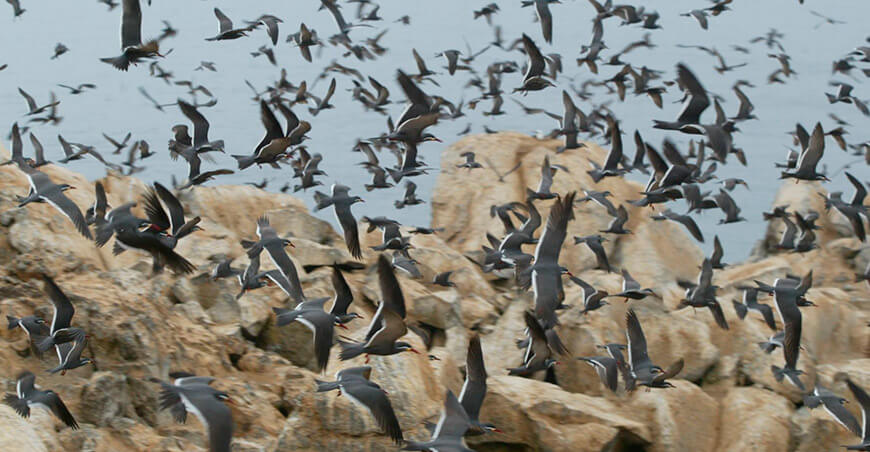 Agro Rural intensifica el monitoreo de aves guaneras ante la caída poblacional Perú