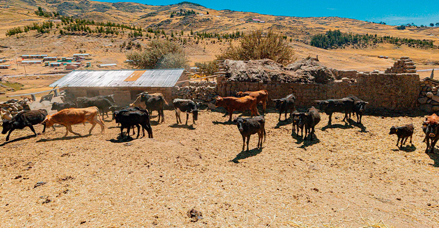 Ganaderos de Challhuahuacho incorporan 13 bovinos de lidia a su producción Apurímac Perú