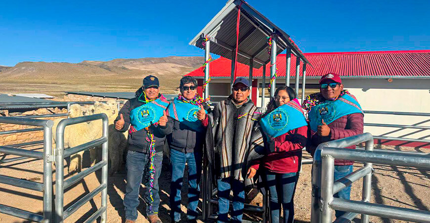 Nuevo centro de producción de reproductores de camélidos sudamericanos en Sibayo Arequipa Perú
