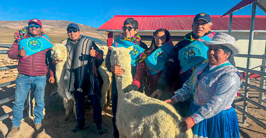 Nuevo centro de producción de reproductores de camélidos sudamericanos en Sibayo Arequipa Perú