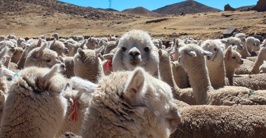 Alpaqueros y productores textiles aprenden estrategias para afrontar el fenómeno El Niño Puno Perú