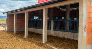 cobertizos para mejorar la protección del ganado lechero en Challqui Coropaque Espinar Cusco Perú
