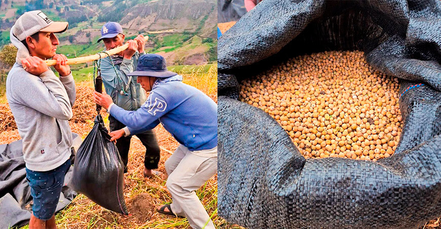 Productores de Cascamache incrementan en más del 100 % el rendimiento de arveja Piura Perú