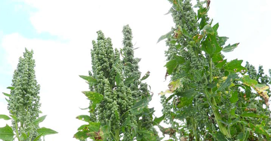 cultivo de quinua Perú