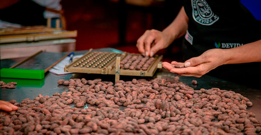 Devida cacao en grano peruano 