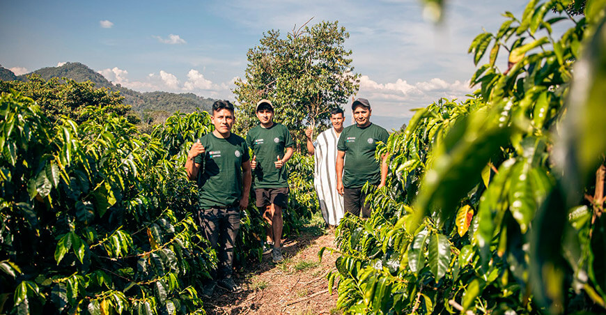 productores adoptaron nuevas técnicas para elevar la productividad de sus parcelas de café Junín Perú Devida 