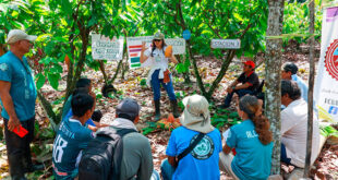 Devida capacitó a productores del desarrollo alternativo en la triple frontera producción de cacao Pebas Loreto Perú