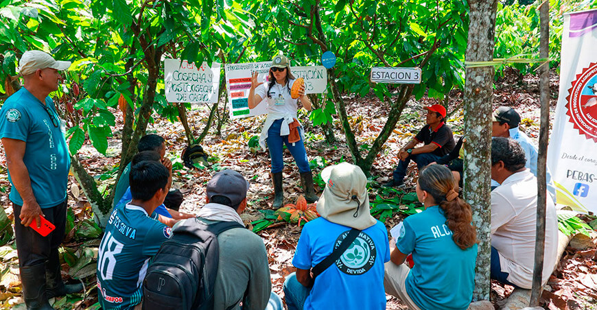 Devida capacitó a productores del desarrollo alternativo en la triple frontera producción de cacao Pebas Loreto Perú