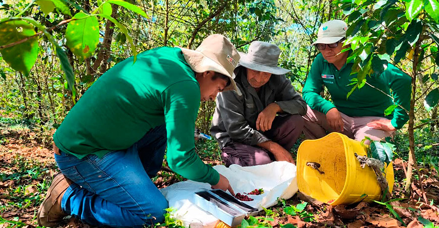 La vigilancia fitosanitaria, el manejo preventivo y la asistencia técnica buscan reducir el riesgo de enfermedades y pérdidas en más de 11 735 hectáreas de cultivos ante el fenómeno El Niño Perú