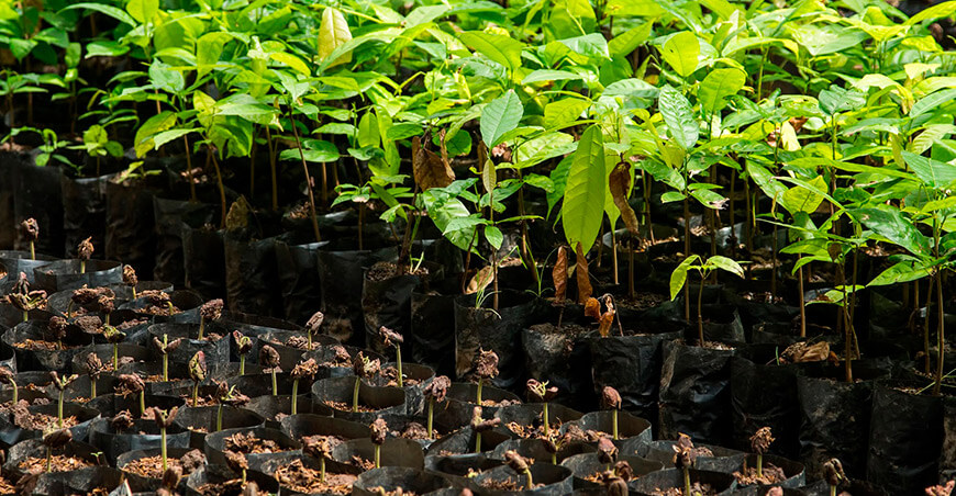 Cacaoteros de Ucayali incorporarán 6800 plantones forestales en sus parcelas Perú Devida