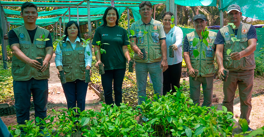Cacaoteros de Ucayali incorporarán 6800 plantones forestales en sus parcelas Perú Devida