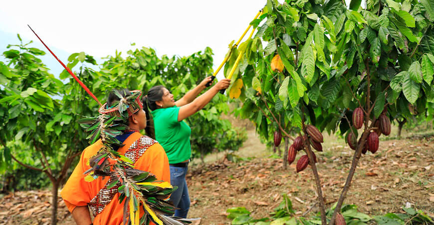 Devida Vraem productor cultivo de cacao Mazamari Junín Perú