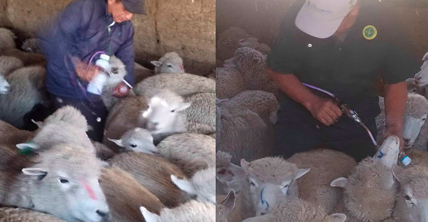 Aplican tratamiento sanitario a 600 ovinos en Pumpunya Junín Perú