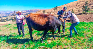 protegen sanidad de ganado vacuno en Coracora Ayacucho Perú