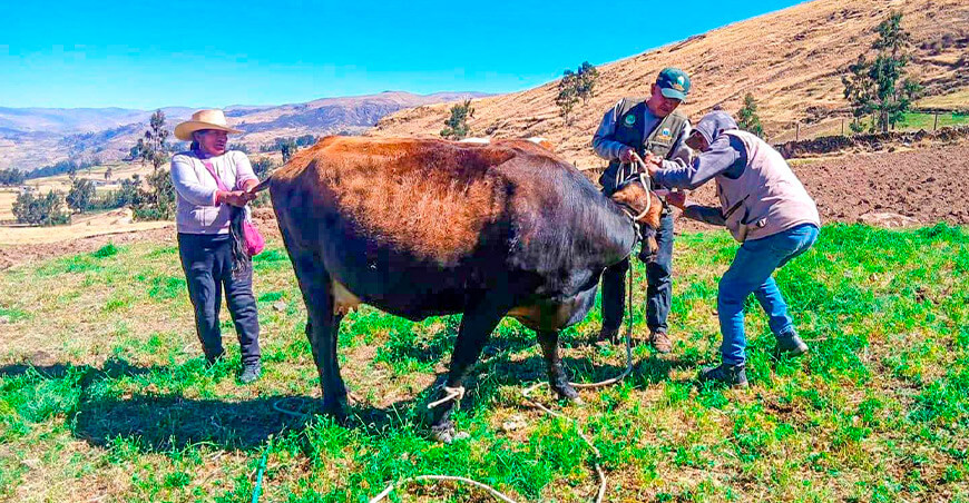 protegen sanidad de ganado vacuno en Coracora Ayacucho Perú
