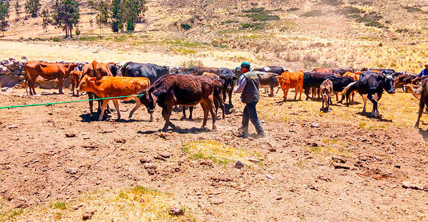 protegen sanidad de ganado vacuno en Coracora Ayacucho Perú