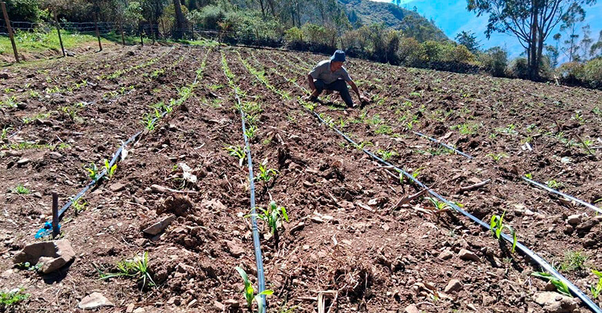 Fenómeno El Niño pone en riesgo cultivos en secano Perú