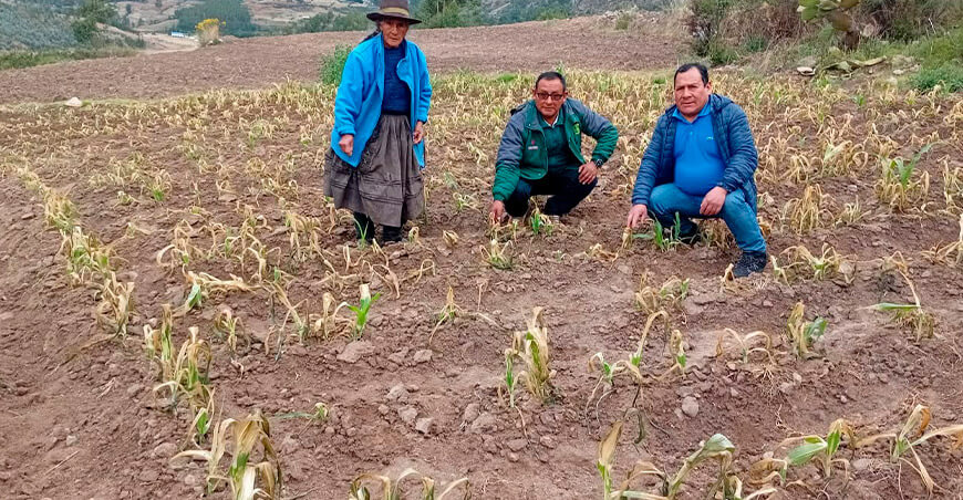 Escasez de agua sequía cultivo maíz Apurímac Perú