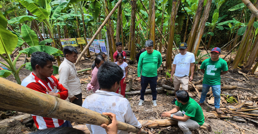 Devida brinda asistencia técnica a 48 familias wampis productoras de plátano en Río Santiago Amazonas Perú