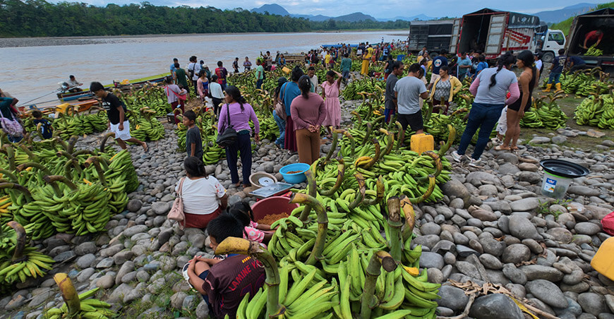 Devida brinda asistencia técnica a 48 familias wampis productoras de plátano en Río Santiago Amazonas Perú
