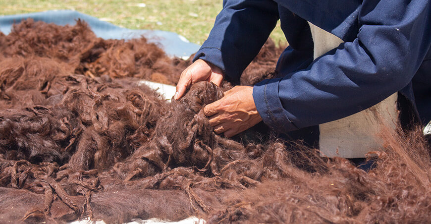 Artesanos puneños transforman fibra de alpaca suri en prendas con potencial comercial Ñuñoa Perú
