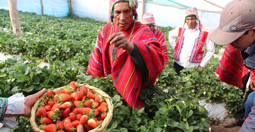 Foncodes producción de fresas en fitotoldos Perú