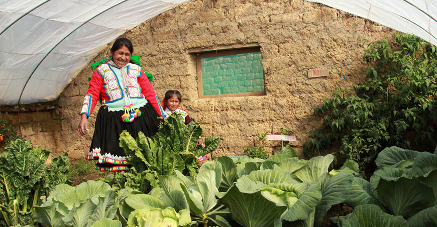 Foncodes producción de hortalizas en fitotoldos productores Perú 