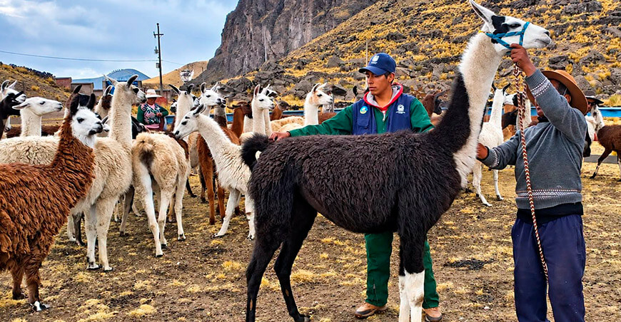 Foro Regional para promover la crianza de llamas Puno Perú