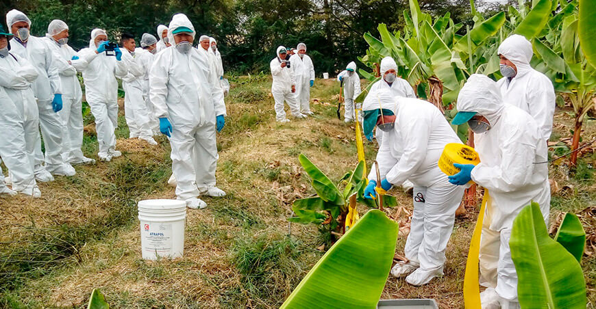 Fusarium en cultivo de banano Piura Perú
