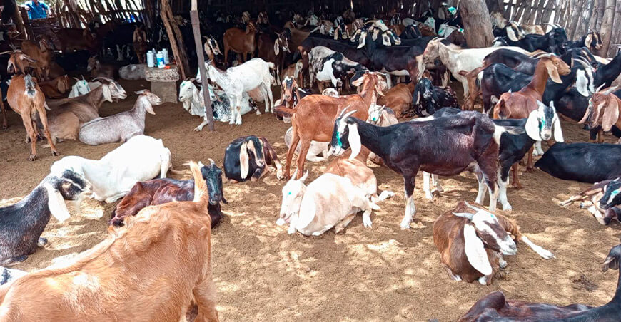 Ganadería Caprina Piura Perú