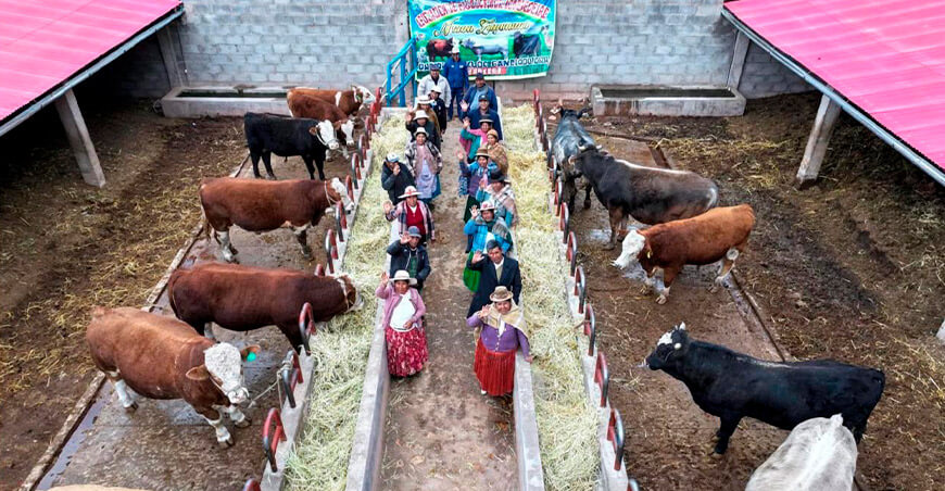 Pradera módulos engorde ganado vacuno productores Puno Perú