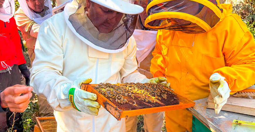 Instalan módulos apícolas en seis provincias para mejorar la producción de miel Ayacucho Perú 