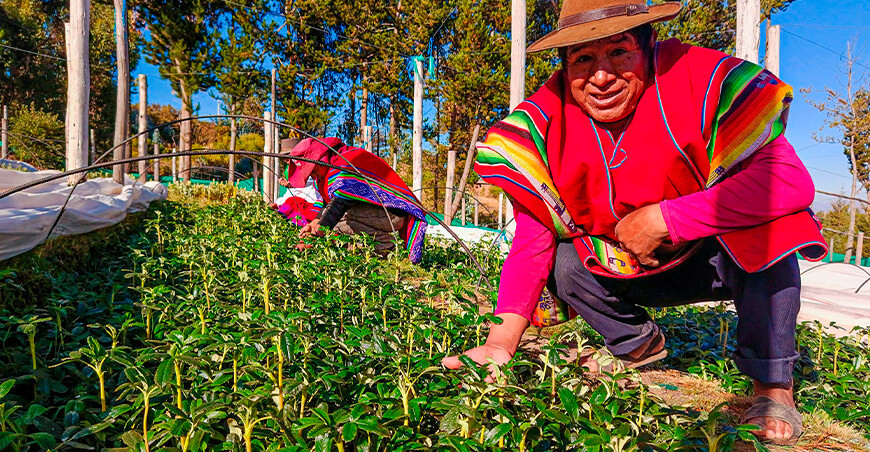 GORE Cusco proyecto 4 Provincias forestación plantones nativos Perú