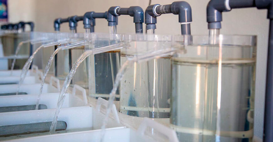 Laboratorio producirá un millón de alevinos de carachi para repoblar el Titicaca Puno Perú