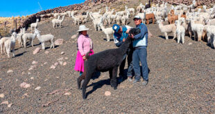 Inician identificación y registro de alpacas hembras de color en Puno Perú