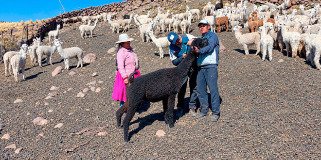 Inician identificación y registro de alpacas hembras de color en Puno Perú