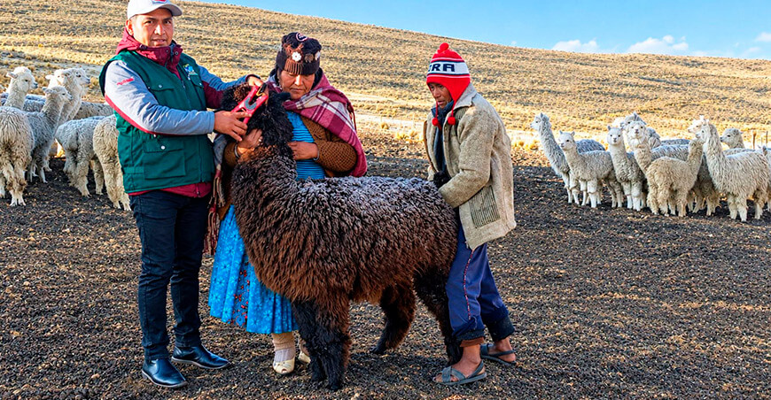 Inician identificación y registro de alpacas hembras de color en Puno Perú