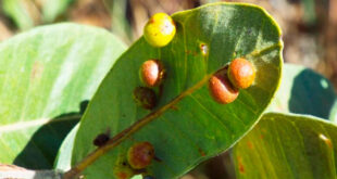 Julio Grandez-Rios, Investigador peruano estudia cómo la diversidad vegetal y la época seca influyen en las agallas de artrópodos en Brasil