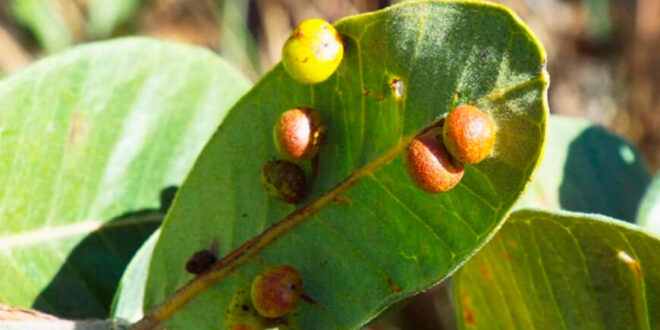 Julio Grandez-Rios, Investigador peruano estudia cómo la diversidad vegetal y la época seca influyen en las agallas de artrópodos en Brasil