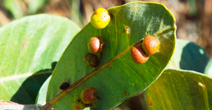 Julio Grandez-Rios, Investigador peruano estudia cómo la diversidad vegetal y la época seca influyen en las agallas de artrópodos en Brasil