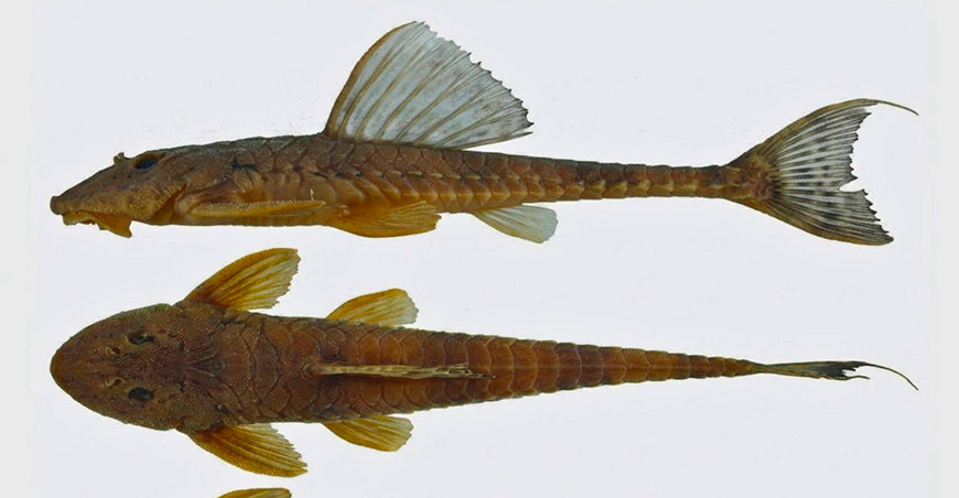 Investigadores de Perú y Brasil descubren una nueva especie de pez en Brasil
