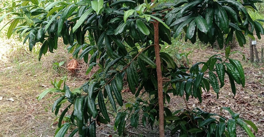 Sequías e incendios amenazan los cultivos amazónicos y obligan a replantear las prácticas agrícolas