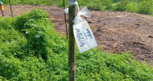 IIAP Sequías e incendios amenazan los cultivos amazónicos y obligan a replantear las prácticas agrícolas