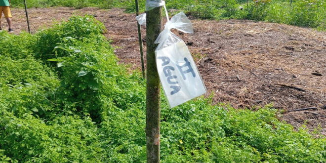 IIAP Sequías e incendios amenazan los cultivos amazónicos y obligan a replantear las prácticas agrícolas