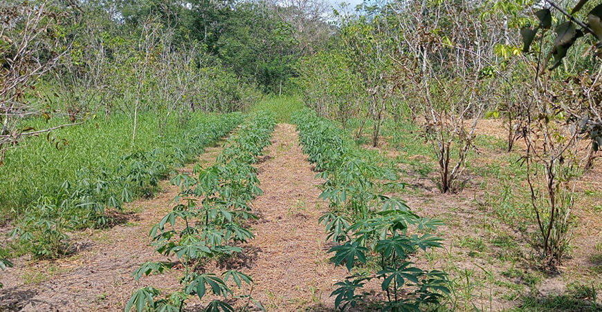 Sequías e incendios amenazan los cultivos amazónicos y obligan a replantear las prácticas agrícolas Perú