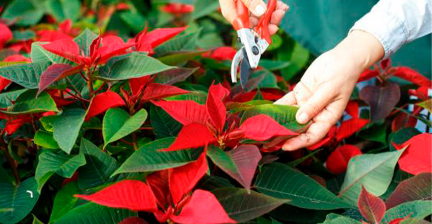 Conoce los requisitos fitosanitarios para importar esquejes de flor de Pascua