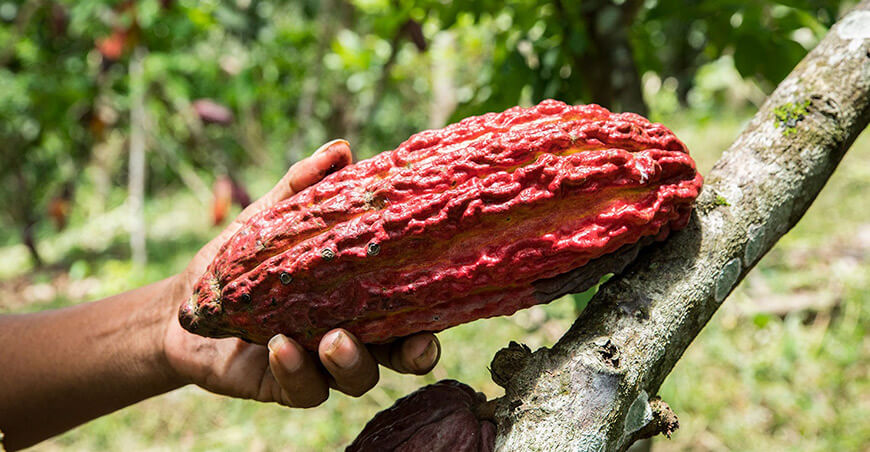 INIA promueve técnicas orgánicas para mejorar la fertilidad de suelos en cultivo de cacao Loreto Perú